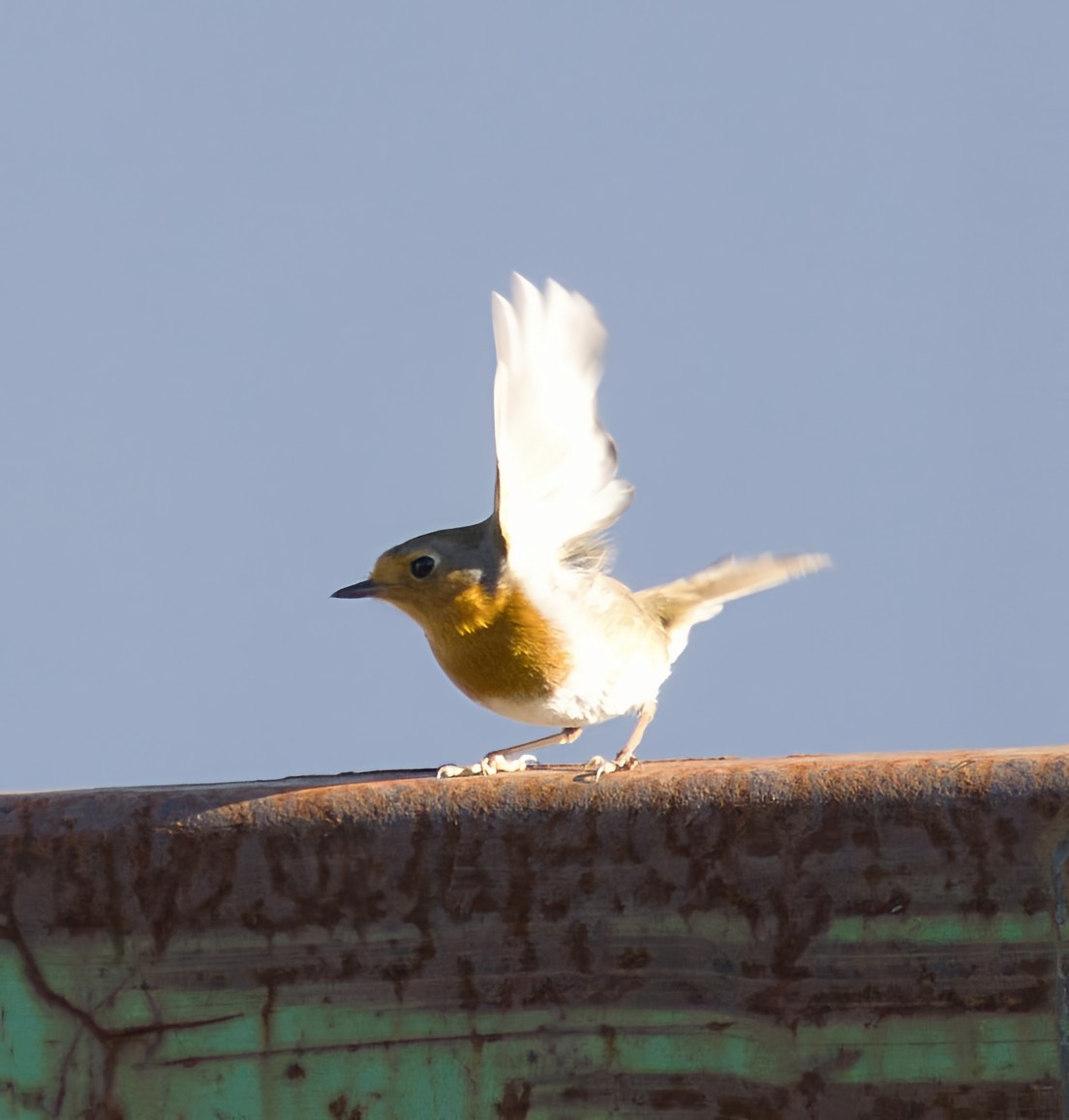 אדום חזה - ML646913368