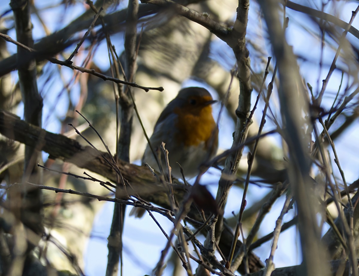 אדום חזה - ML646913369