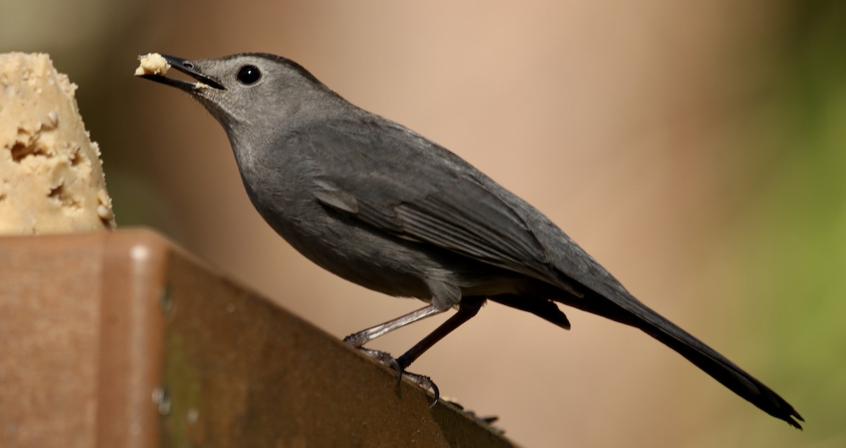 Кошачий пересмешник - ML646913370