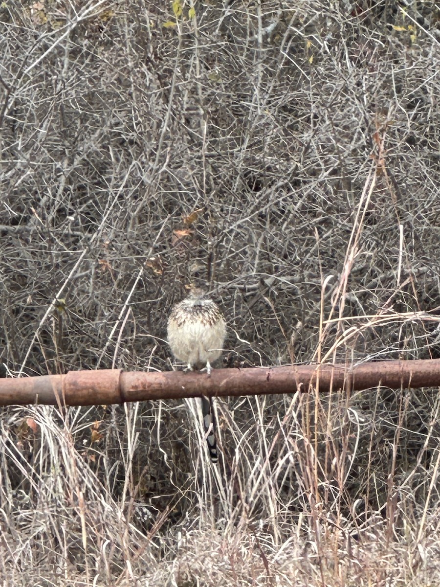 Greater Roadrunner - ML646913373
