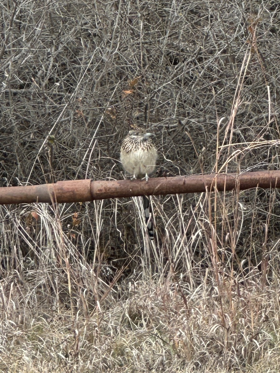 Greater Roadrunner - ML646913374