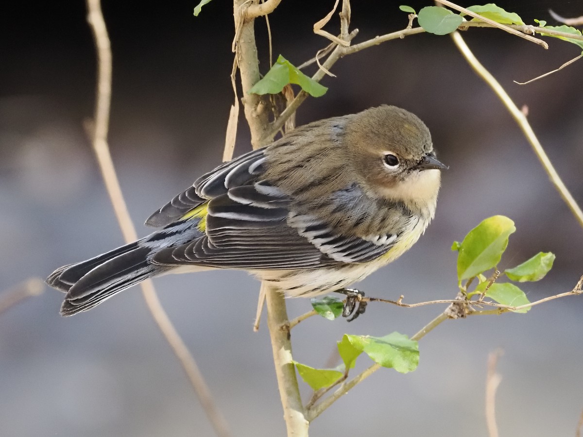 Yellow-rumped Warbler - ML646913381