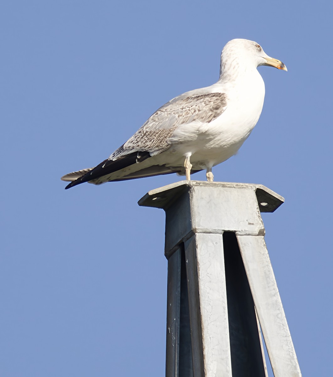 שחף צהוב-רגל - ML646913382