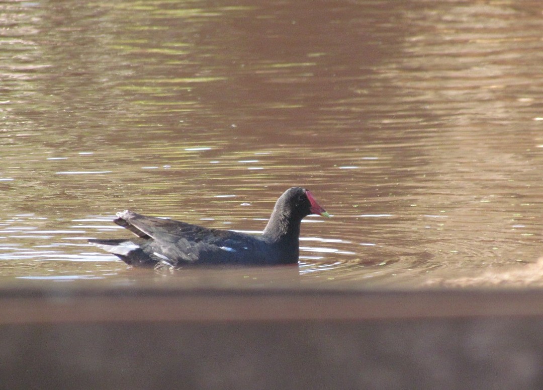 Gallinule d'Amérique - ML646913383