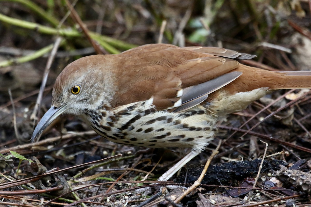 Рыжий пересмешник - ML646913393
