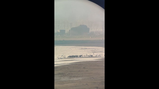 קורמורן גדול - ML646913396