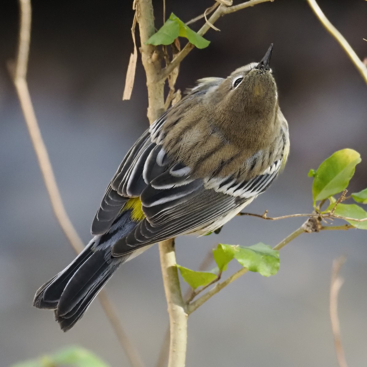 Yellow-rumped Warbler - ML646913400