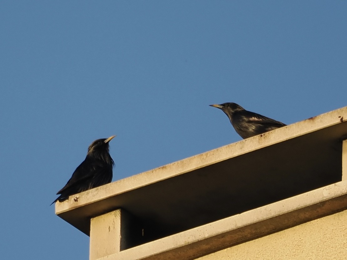 Spotless Starling - ML646913407