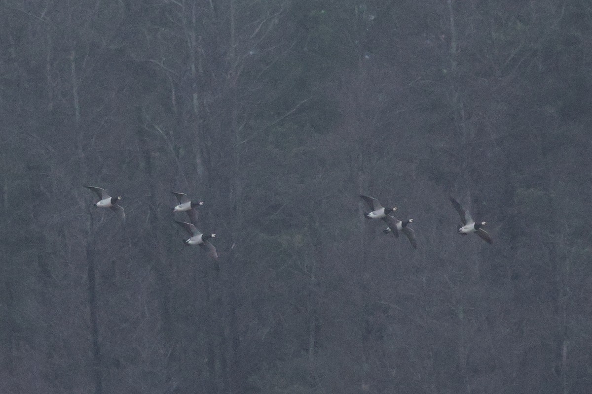 Barnacle Goose - ML646913408