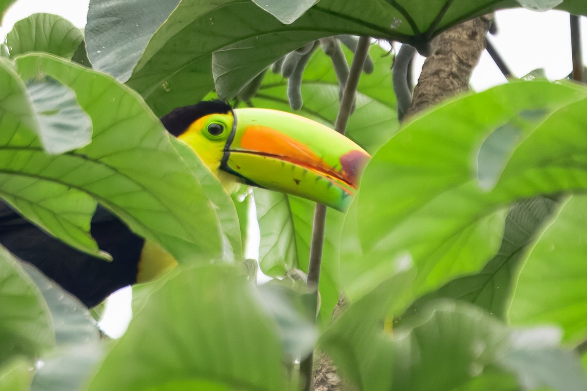 Keel-billed Toucan - ML646913410