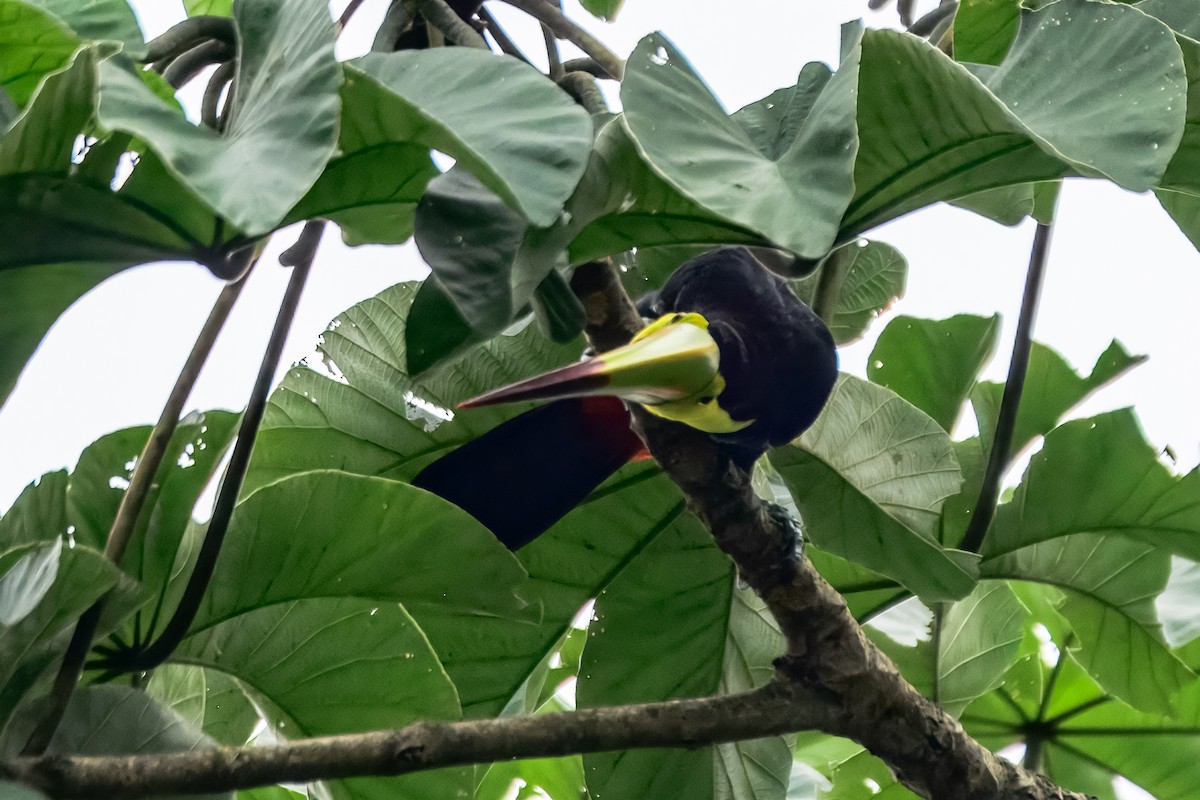 Keel-billed Toucan - ML646913411