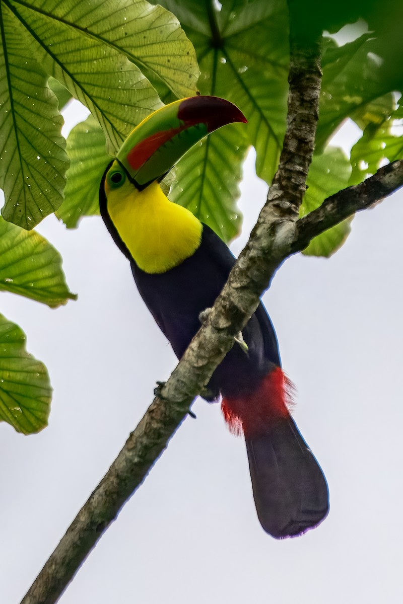 Keel-billed Toucan - ML646913412