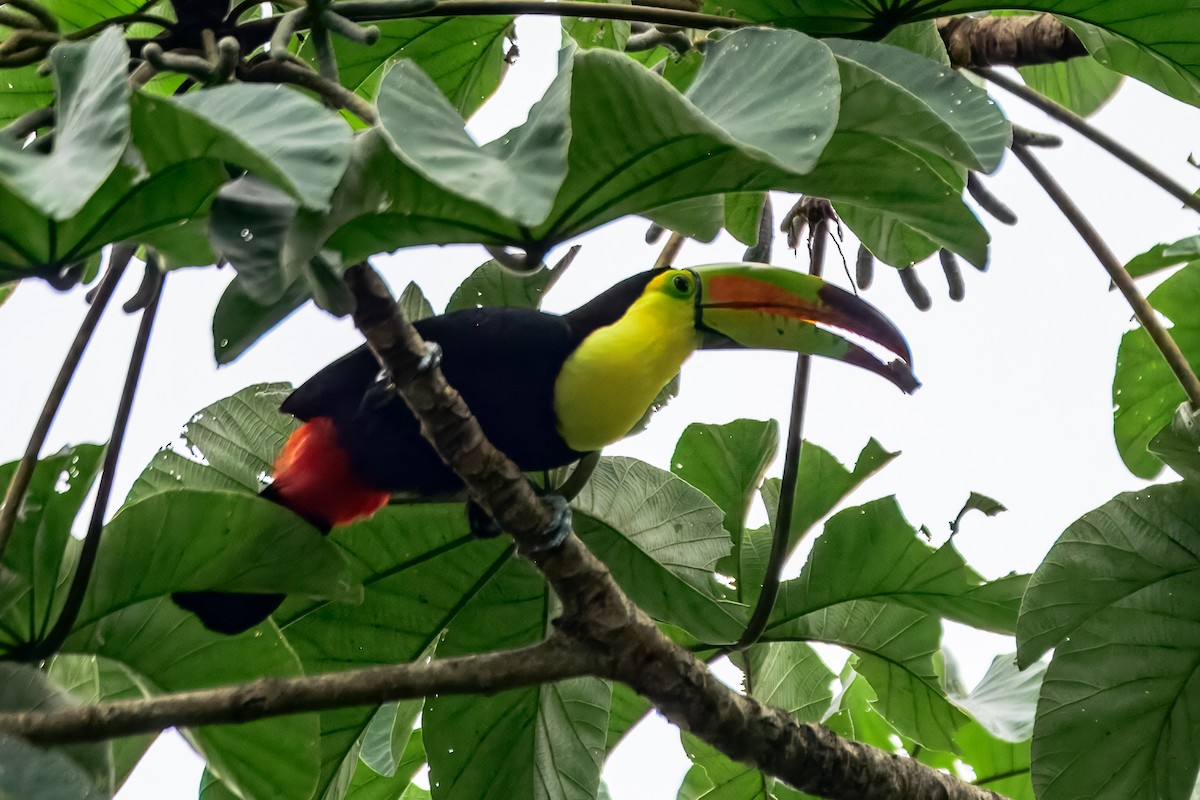 Keel-billed Toucan - ML646913414
