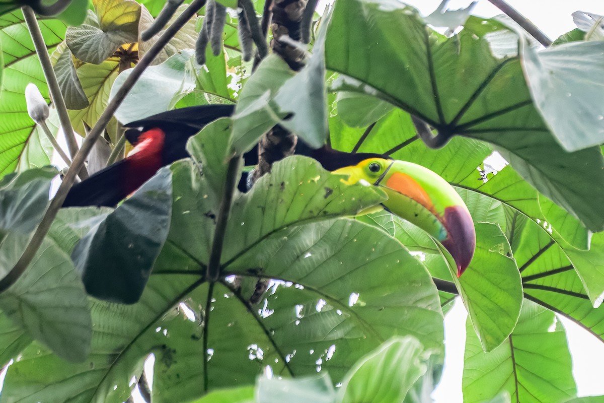 Keel-billed Toucan - ML646913415