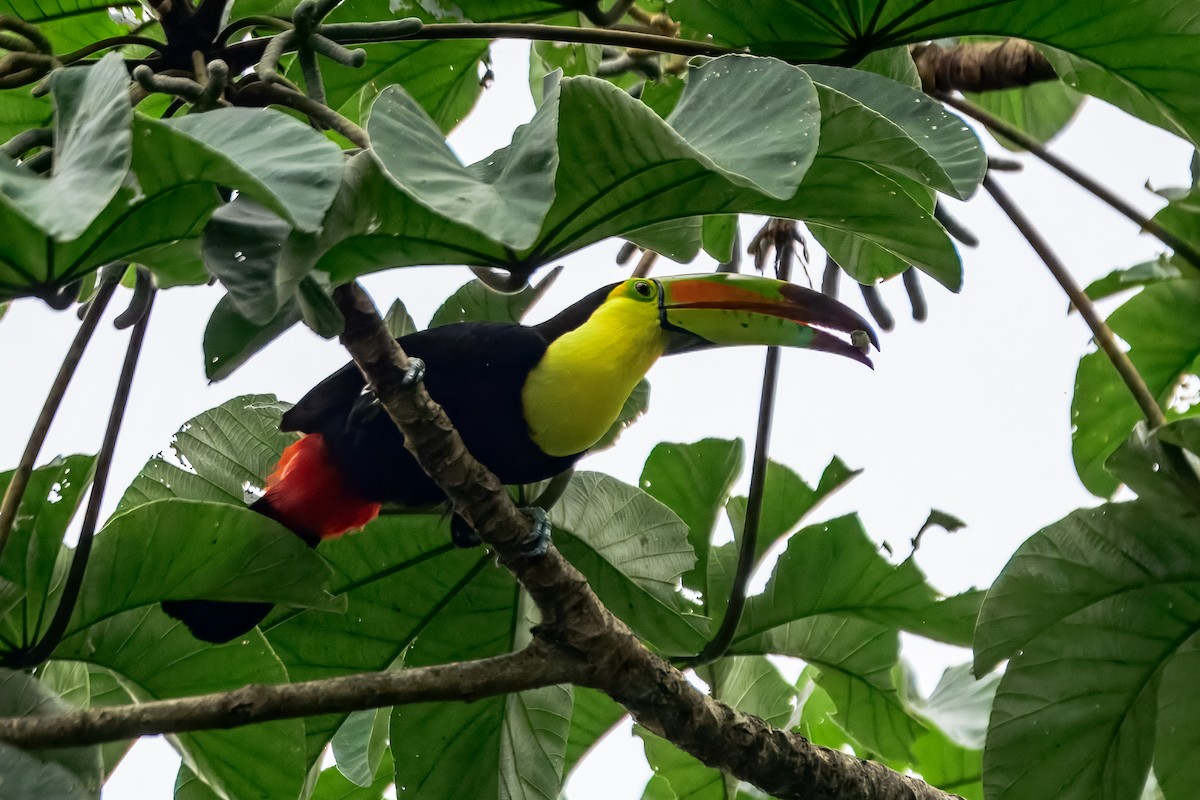 Keel-billed Toucan - ML646913417