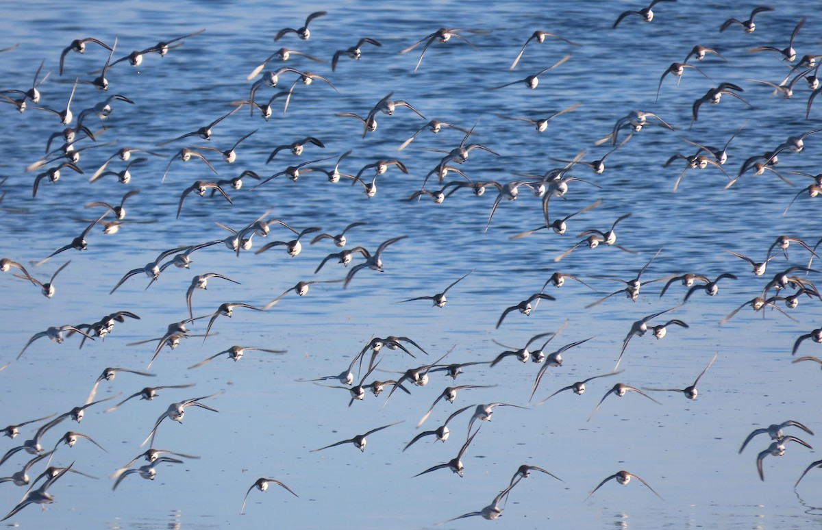 Чернозобик - ML646913418