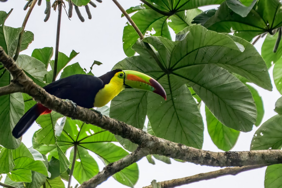 Keel-billed Toucan - ML646913419