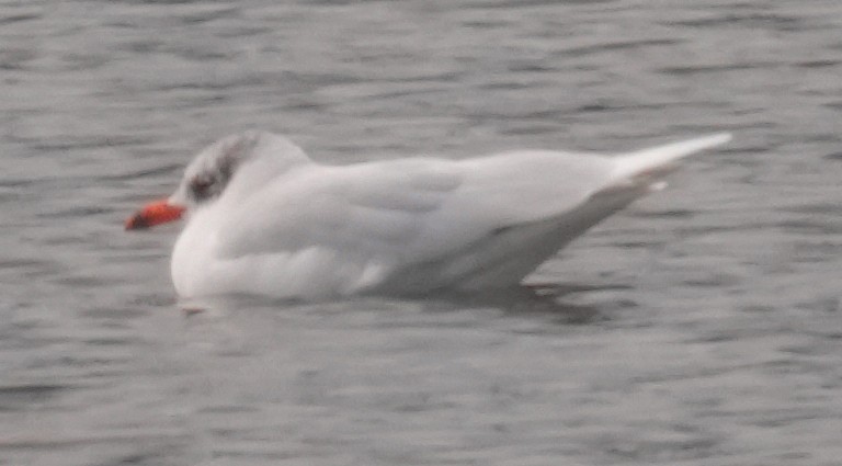 Mediterranean Gull - ML646913422