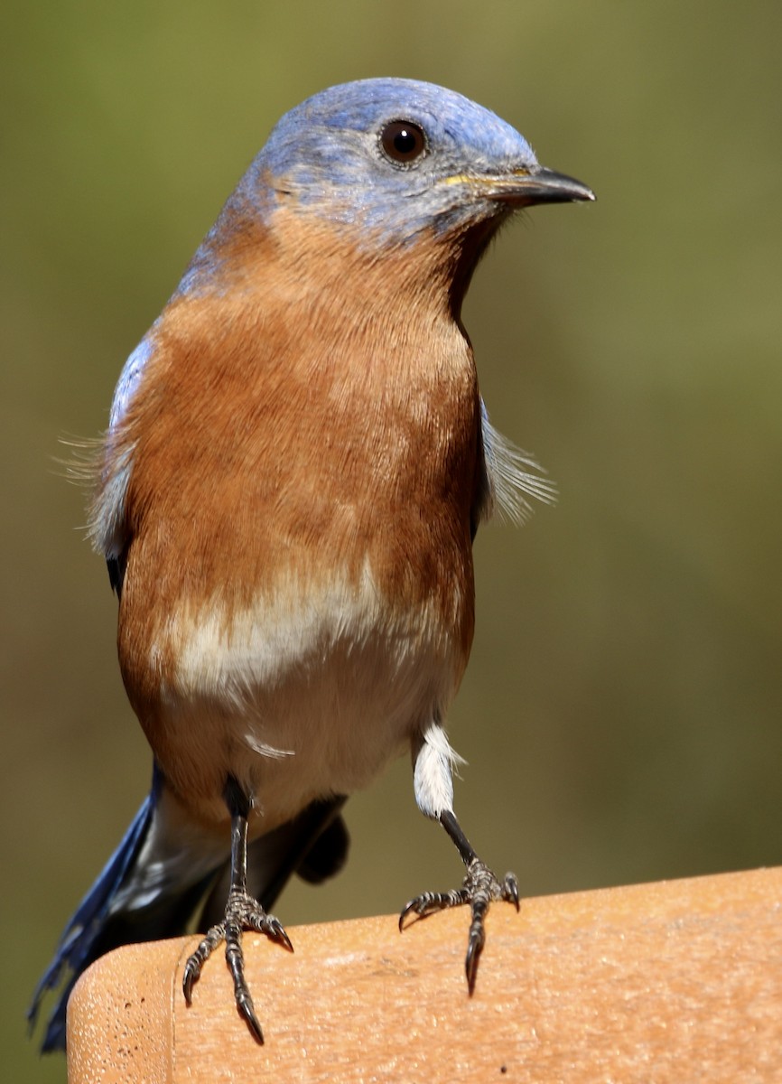 Восточная сиалия - ML646913428