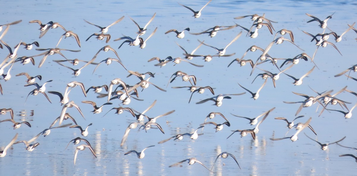 Чернозобик - ML646913429