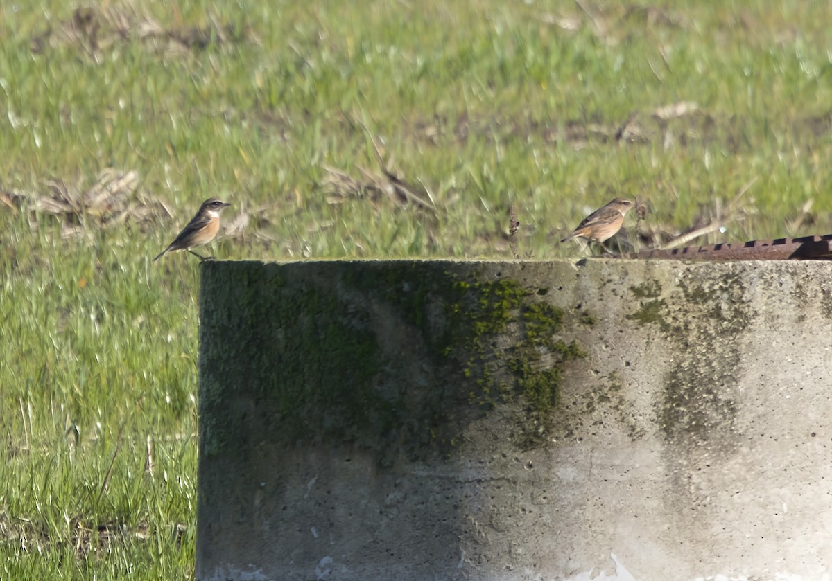 דוחל שחור-גרון - ML646913432
