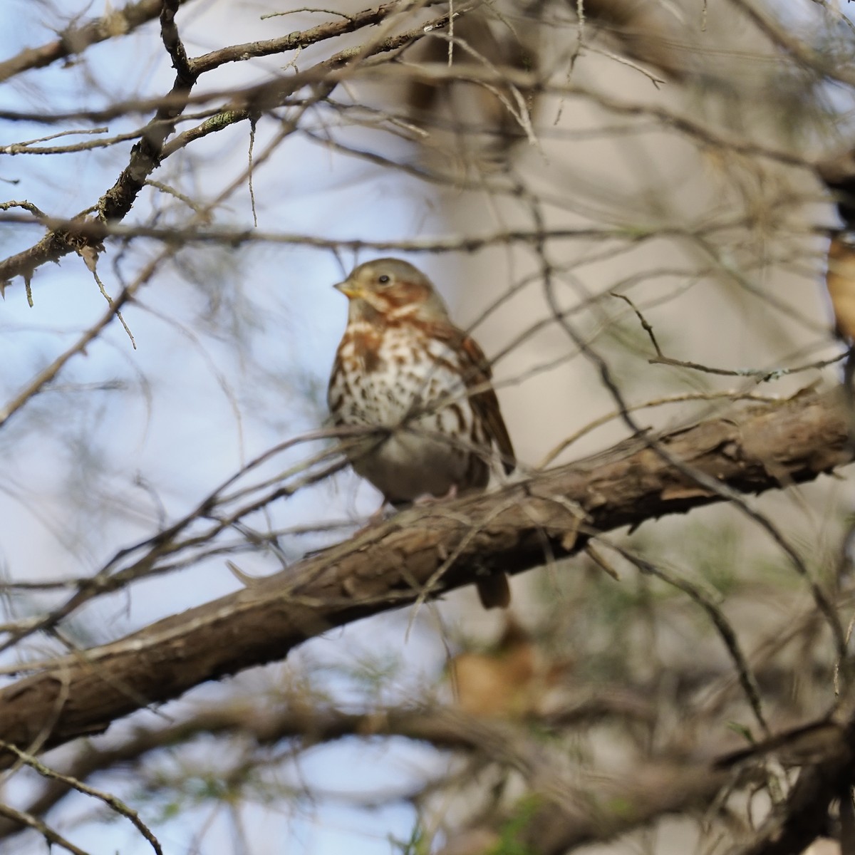 Passerella variabile - ML646913433