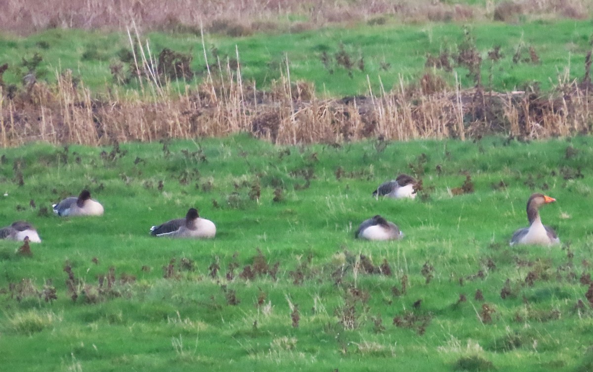 Graylag Goose - ML646913436