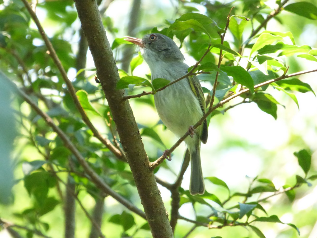 Pearly-vented Tody-Tyrant - ML646913437