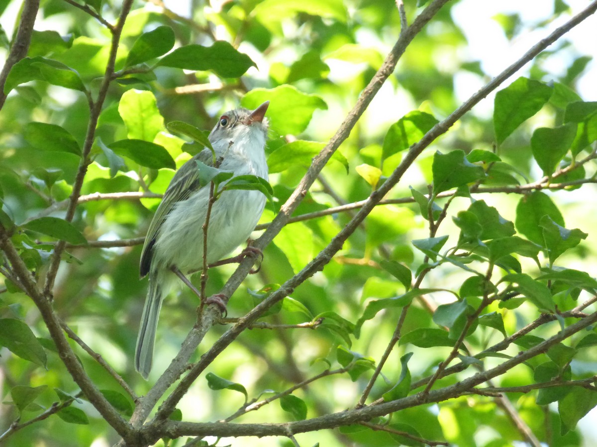 Pearly-vented Tody-Tyrant - ML646913438