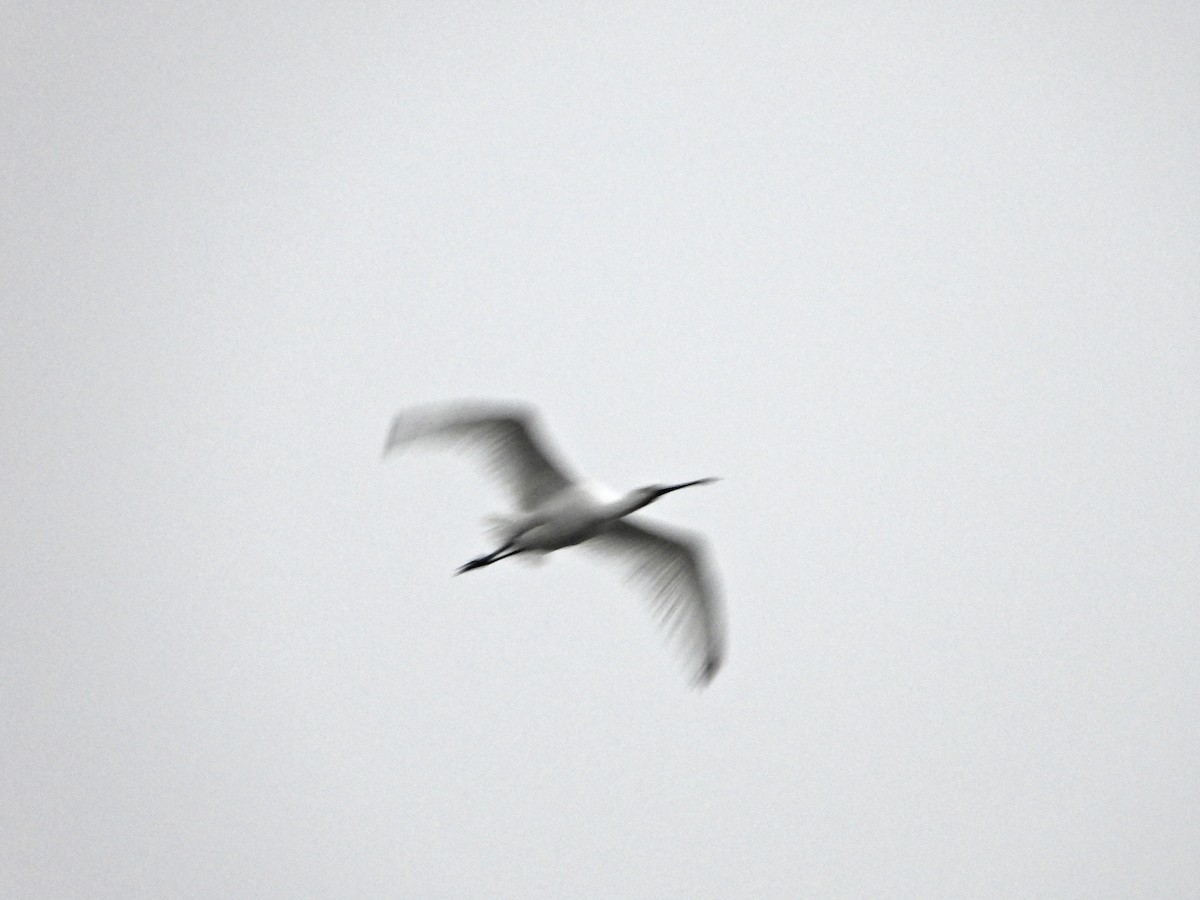 Spatola - ML646913442