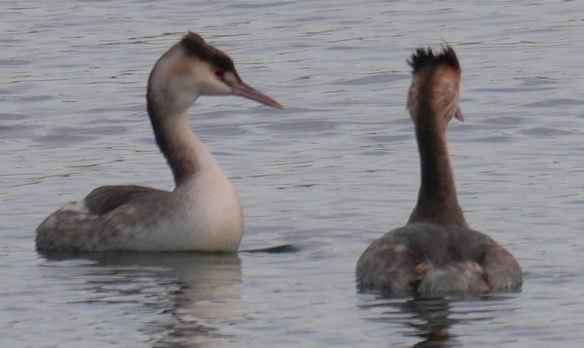 Great Crested Grebe - ML646913443