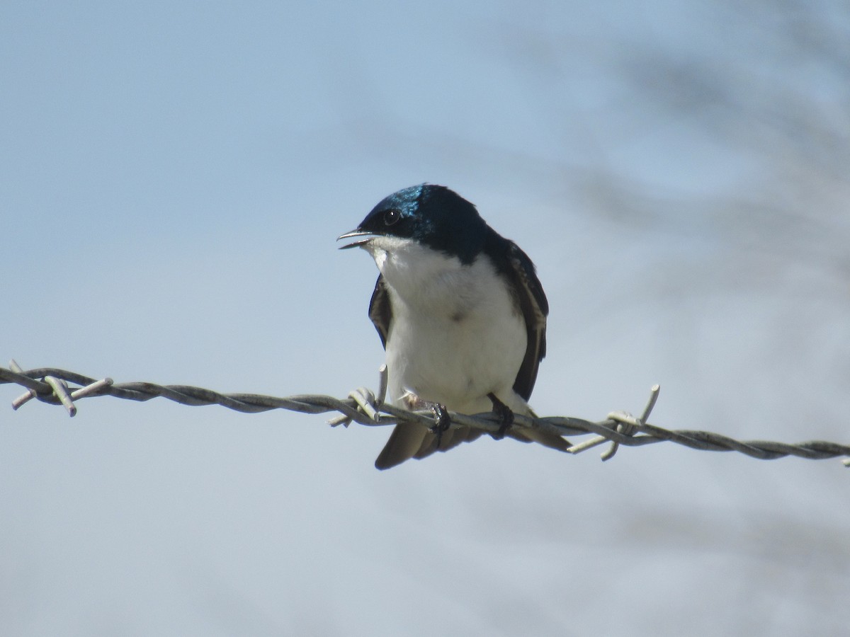Tree Swallow - ML646913444