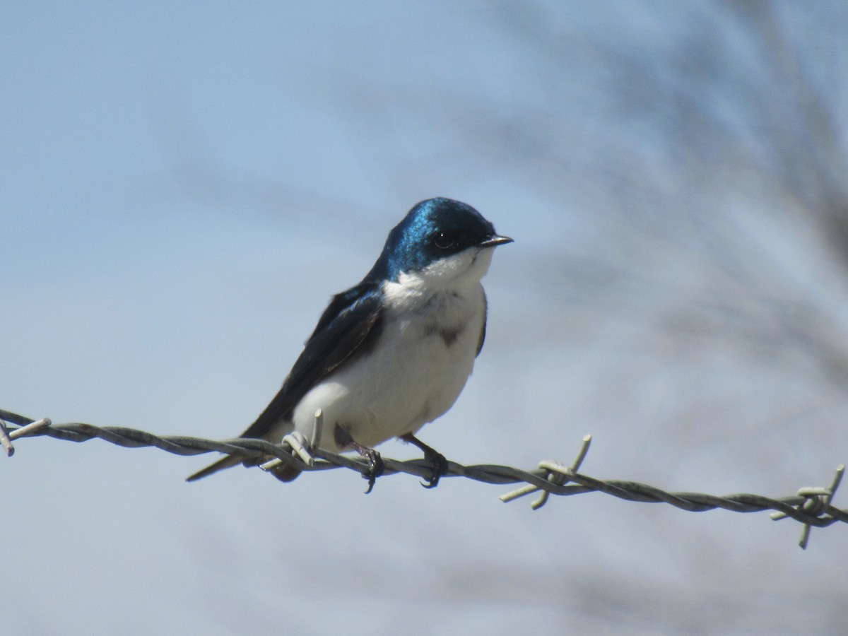 Tree Swallow - ML646913445
