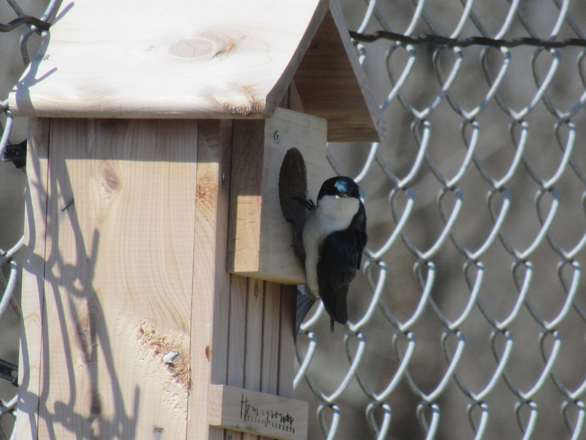 Tree Swallow - ML646913446