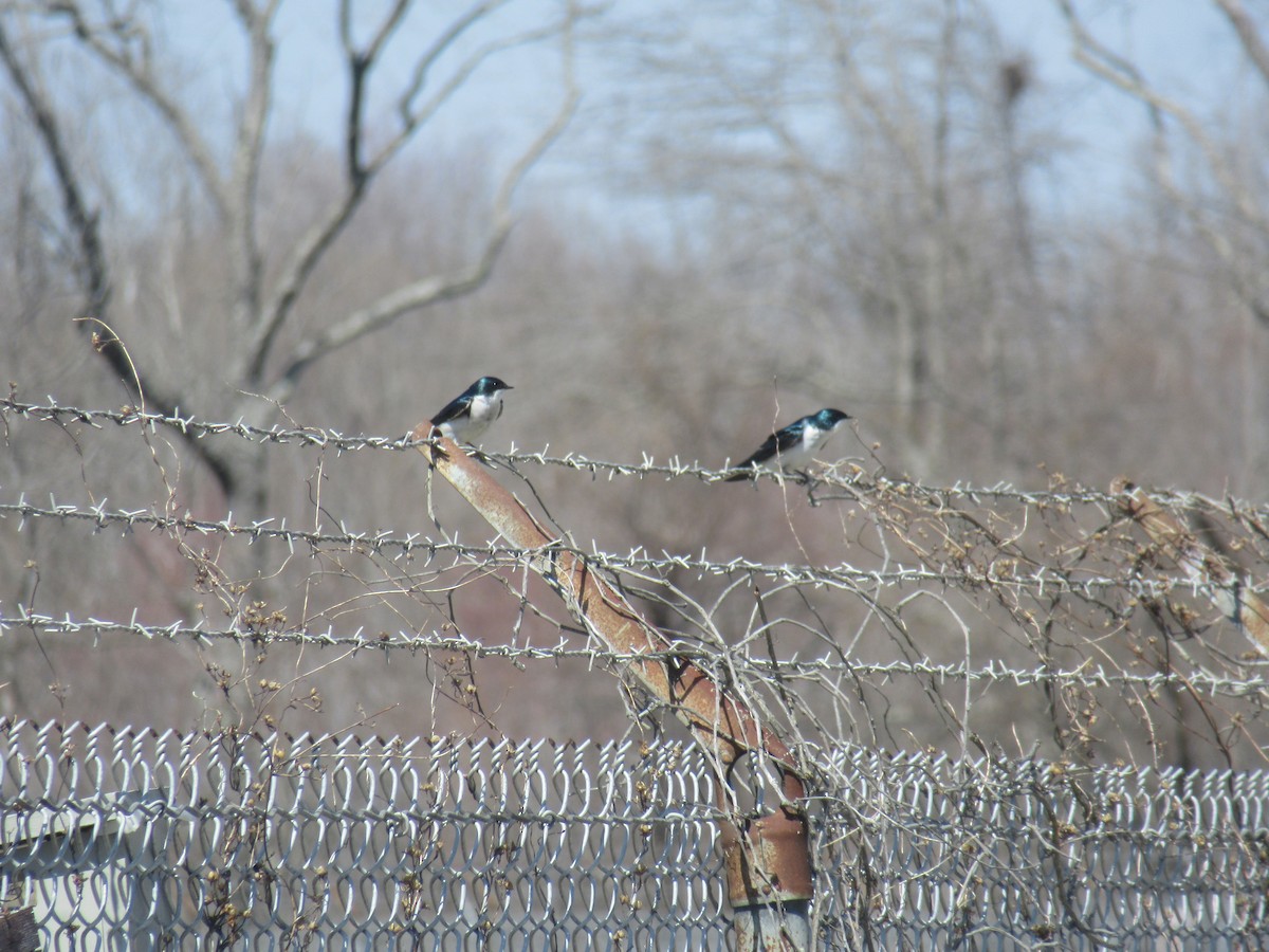 Tree Swallow - ML646913447