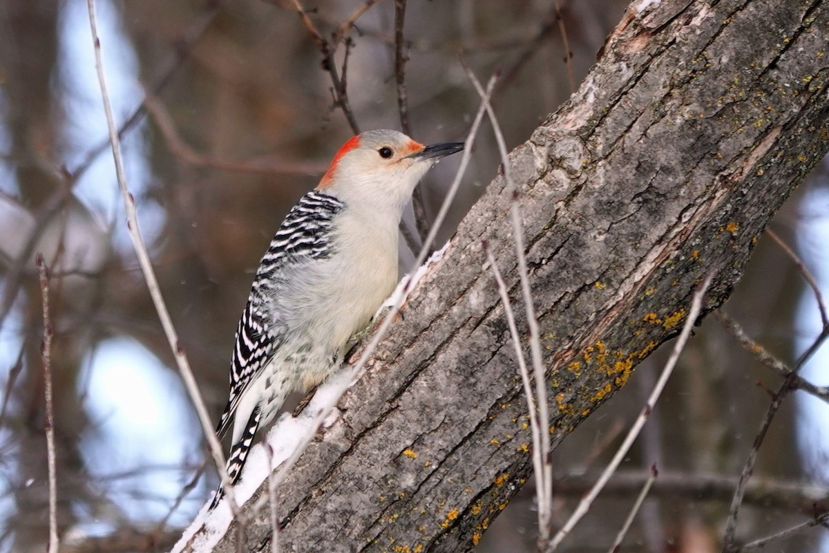 Red-bellied Woodpecker - ML646913448