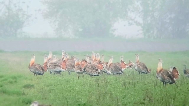 חובה גדולה - ML646913450