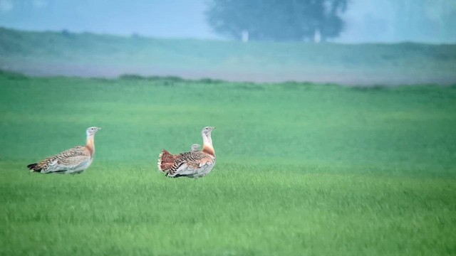 חובה גדולה - ML646913451
