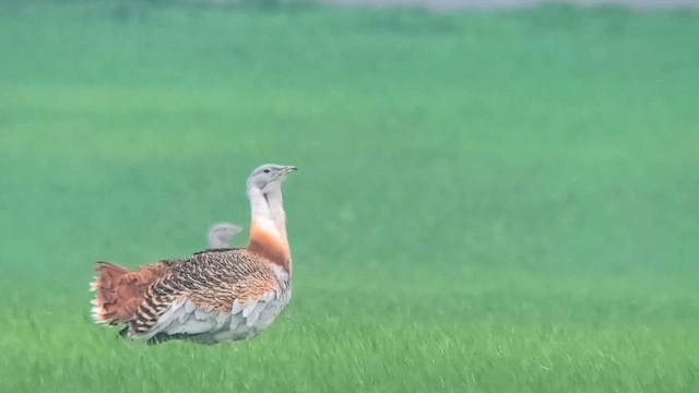 חובה גדולה - ML646913452