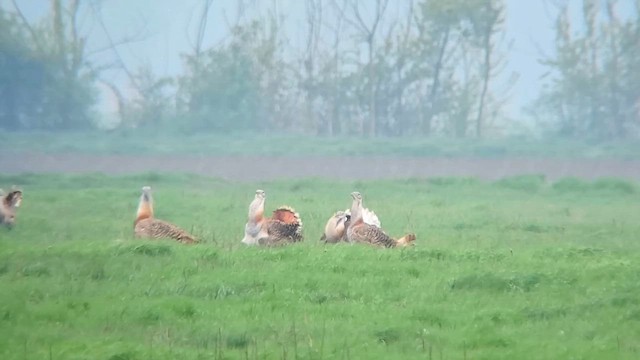 חובה גדולה - ML646913453