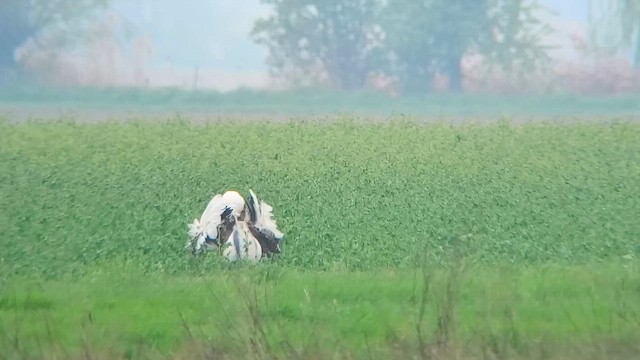חובה גדולה - ML646913456