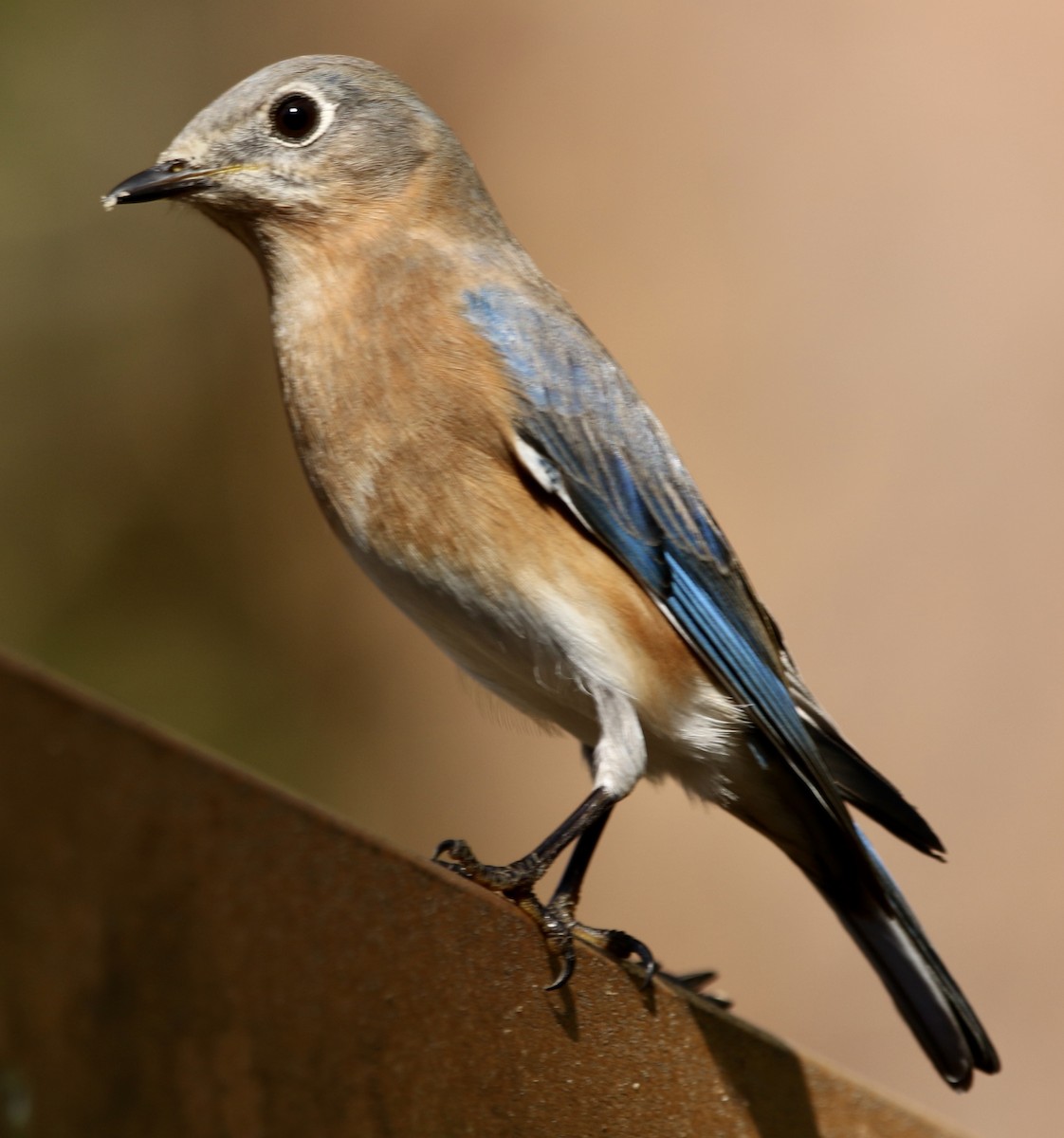 Восточная сиалия - ML646913457