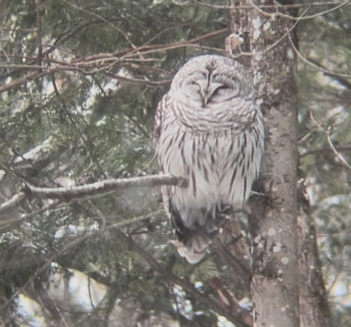Barred Owl - ML646913458