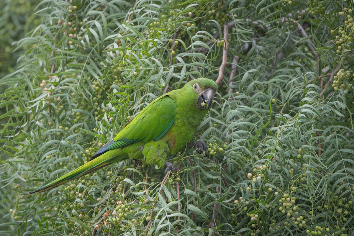parakeet sp. - ML646913459