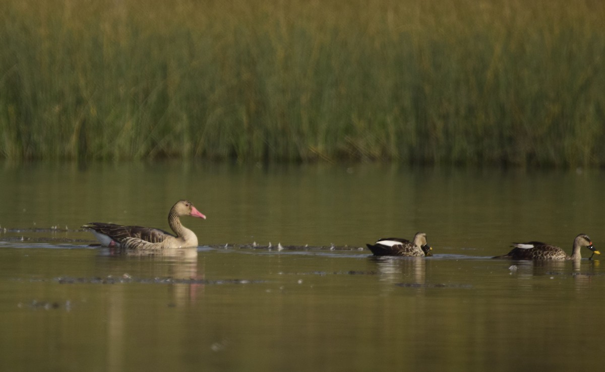 Graylag Goose - ML646913460