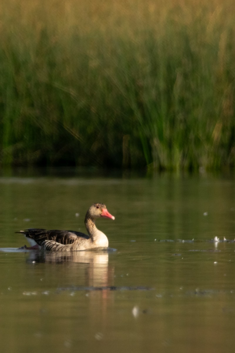 Graylag Goose - ML646913461