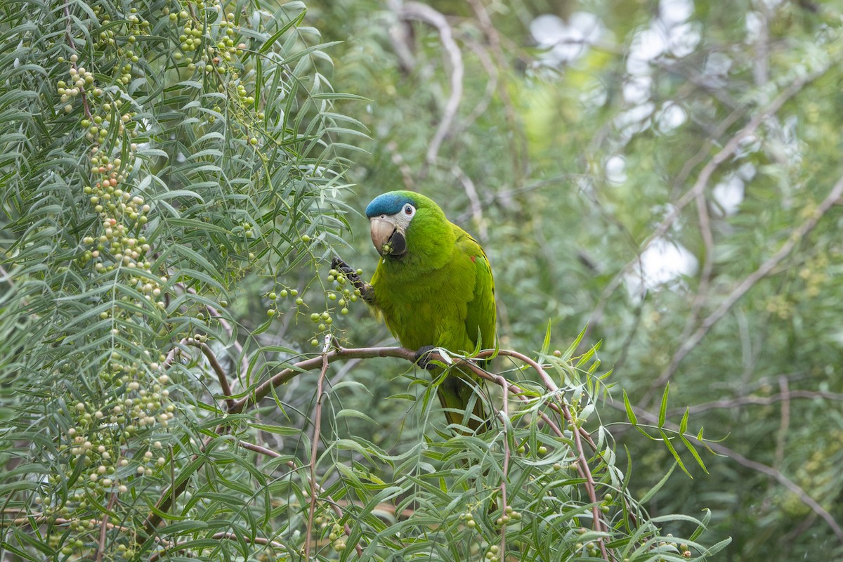 Red-shouldered Macaw - ML646913463