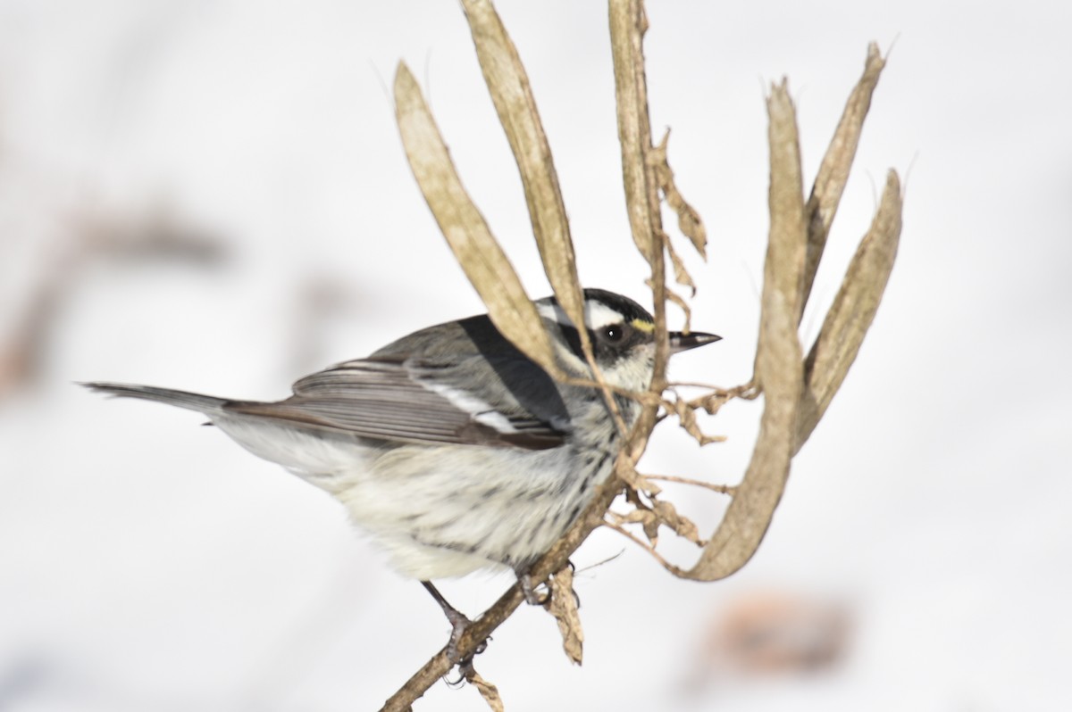 Kara Şeritli Ötleğen - ML646913464