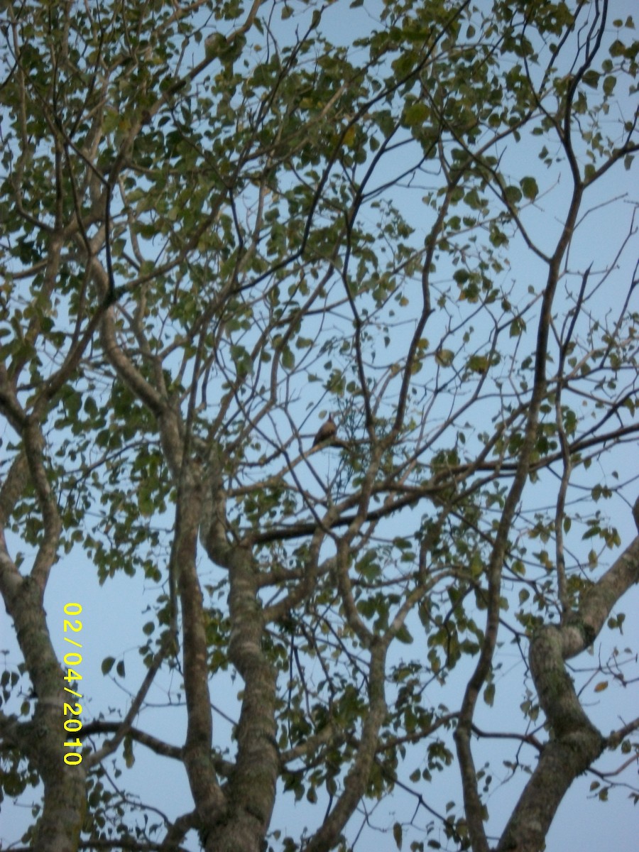 Plumbeous Pigeon - ML646913465