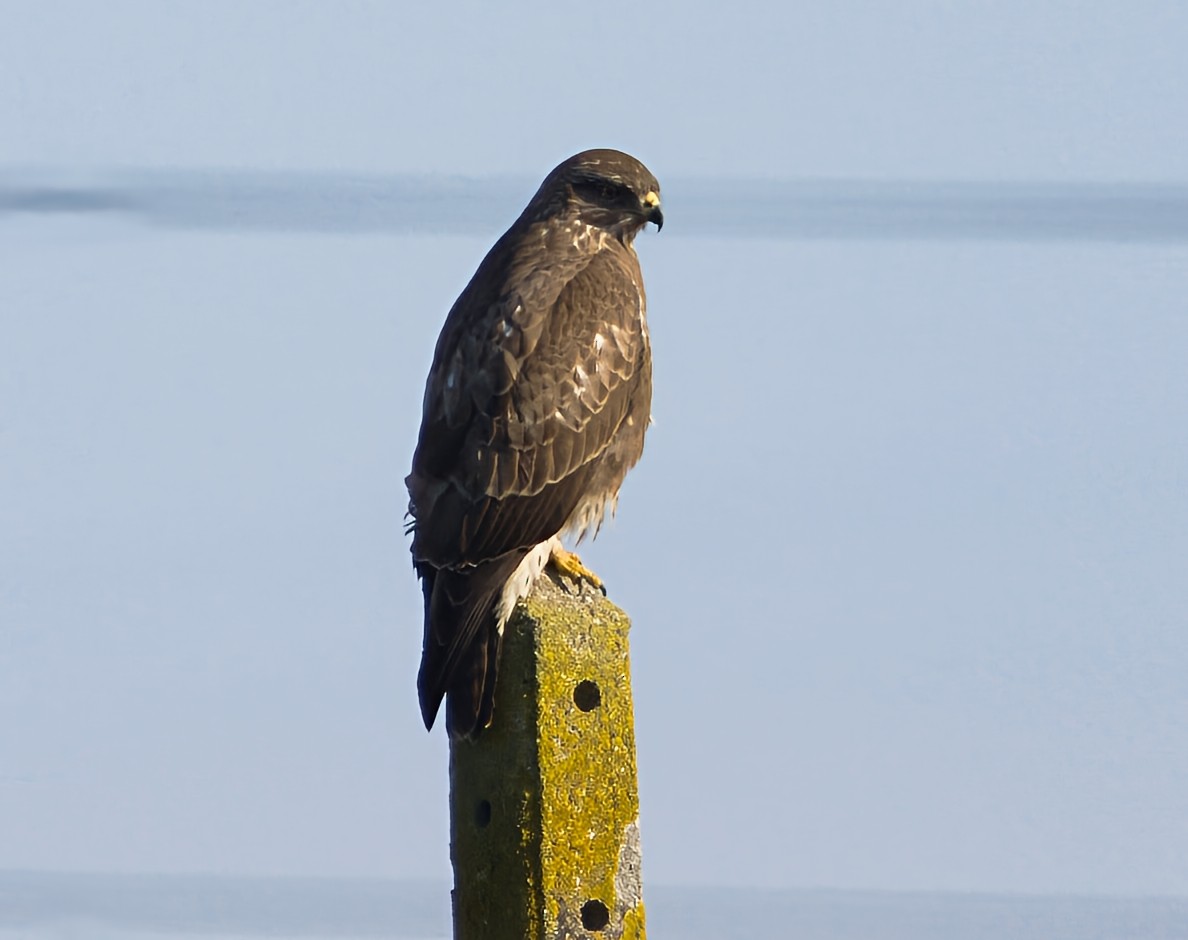 עקב חורף - ML646913468